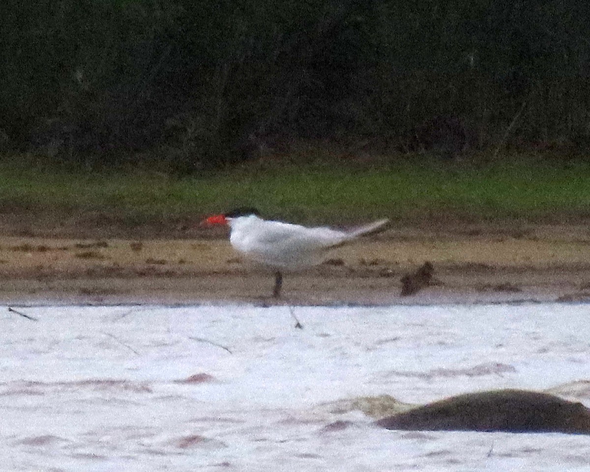 Caspian Tern - ML236740051