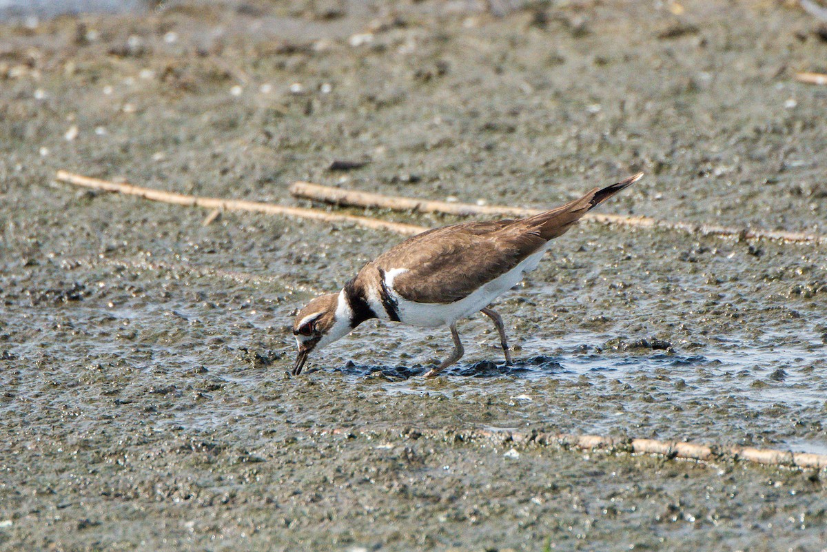 Killdeer - ML236740471