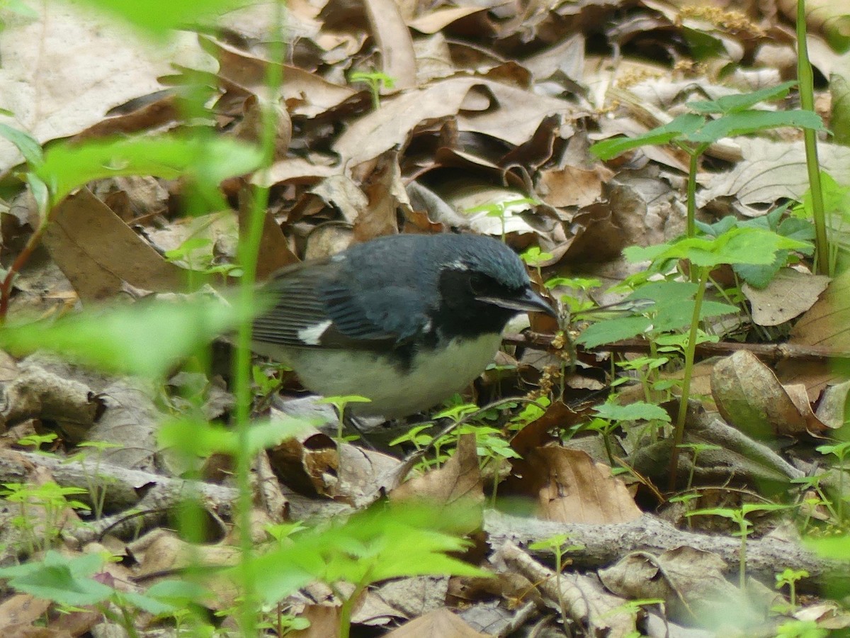 Black-throated Blue Warbler - ML236741351