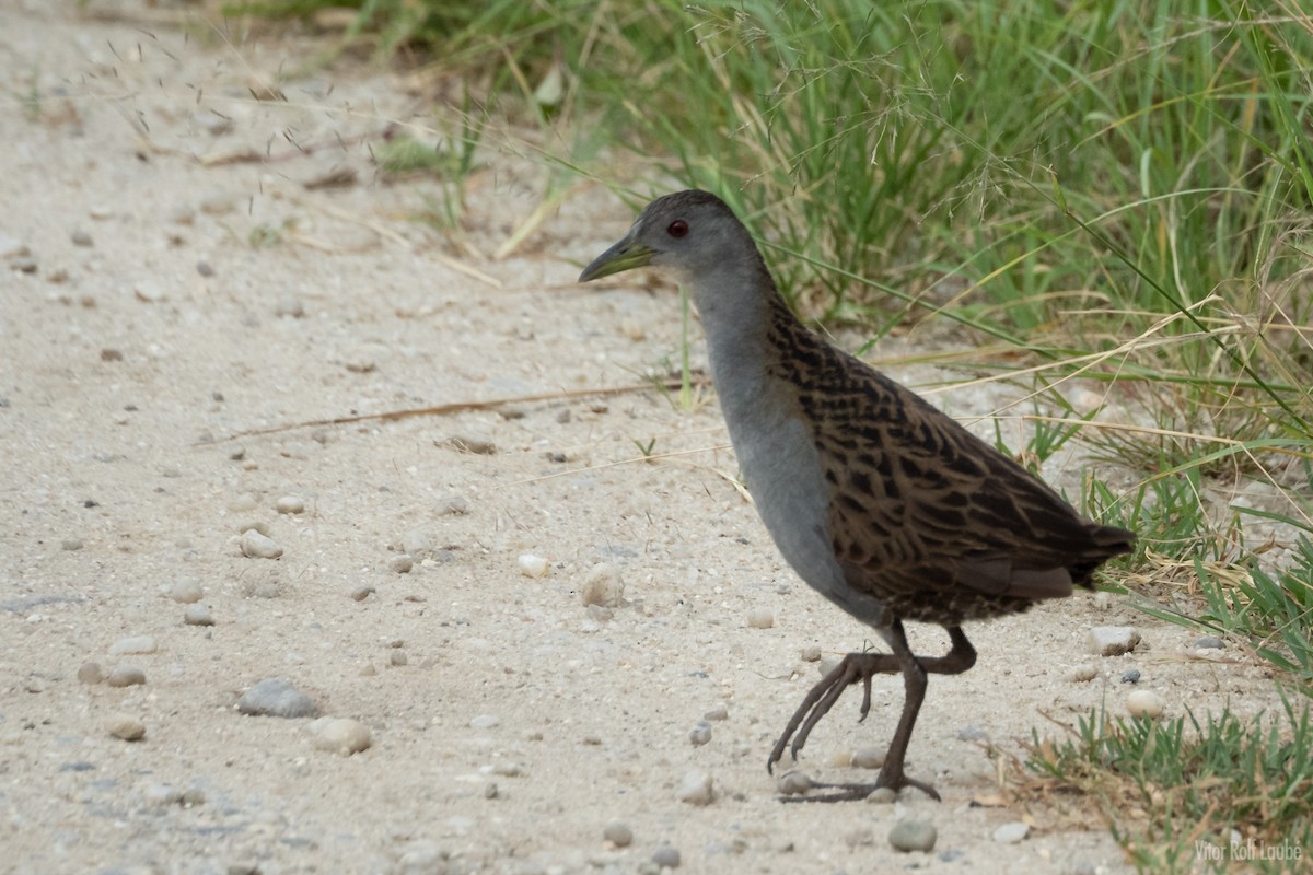 Ash-throated Crake - Vitor Rolf Laubé