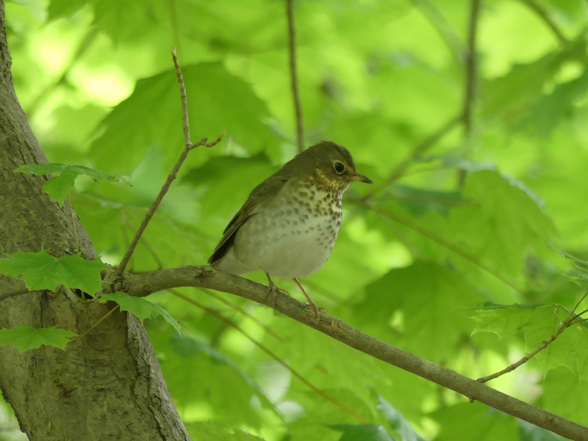 Swainson's Thrush - ML236741871