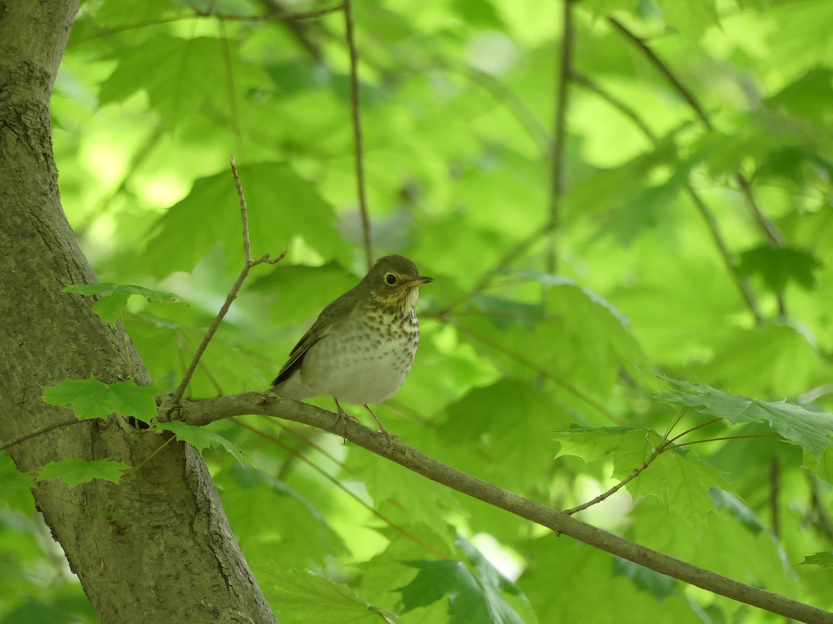 Swainson's Thrush - ML236741881