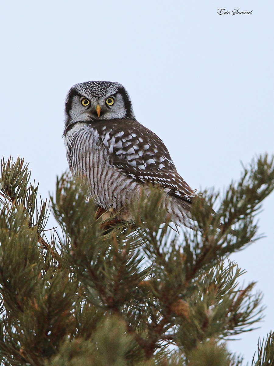 Northern Hawk Owl - Eric Savard