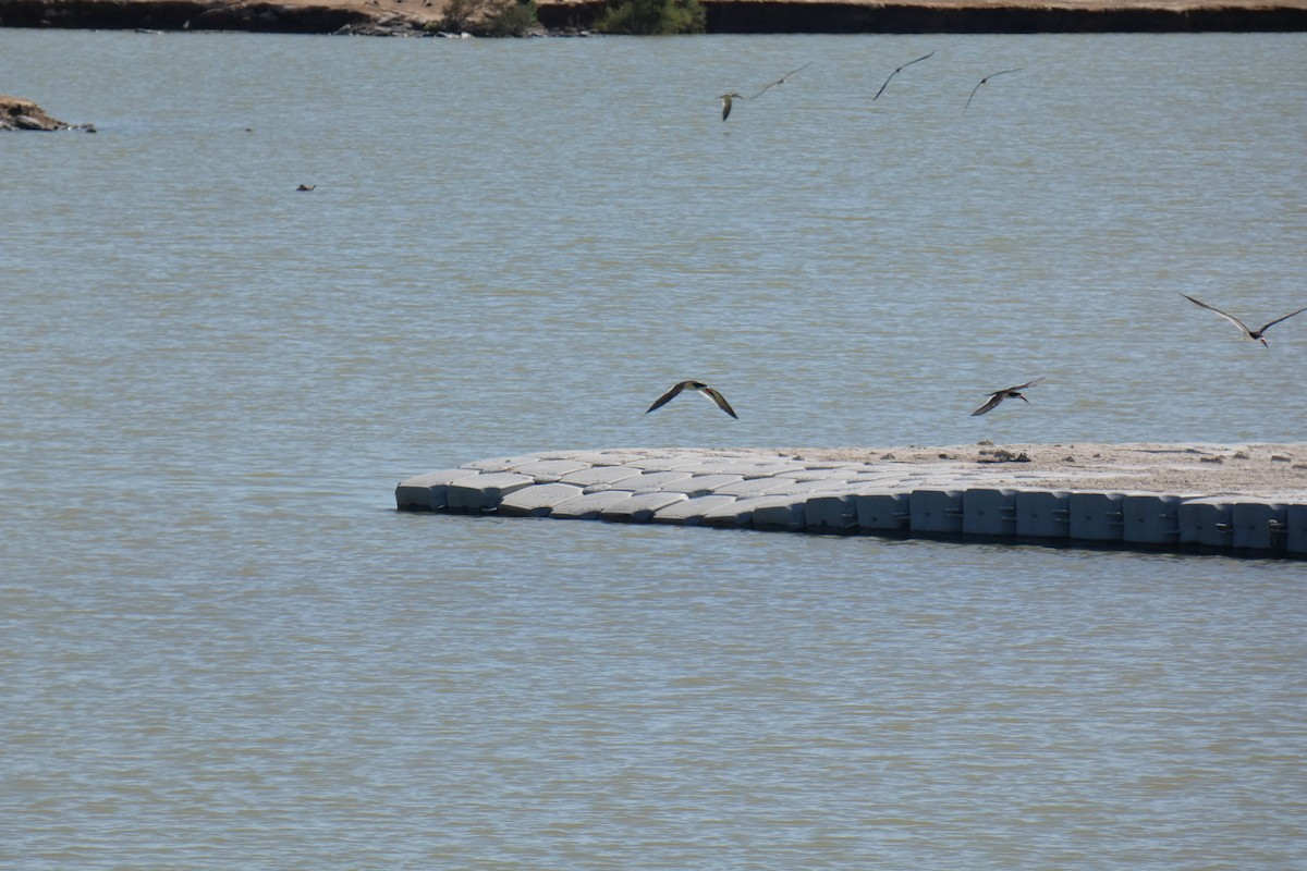 Caspian Tern - ML236744021