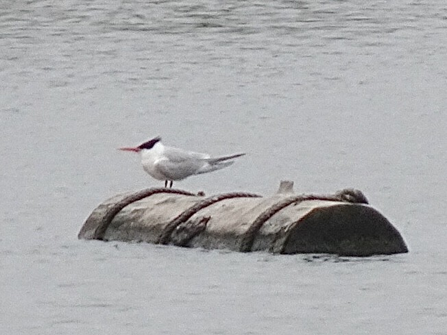 Elegant Tern - Bobby T