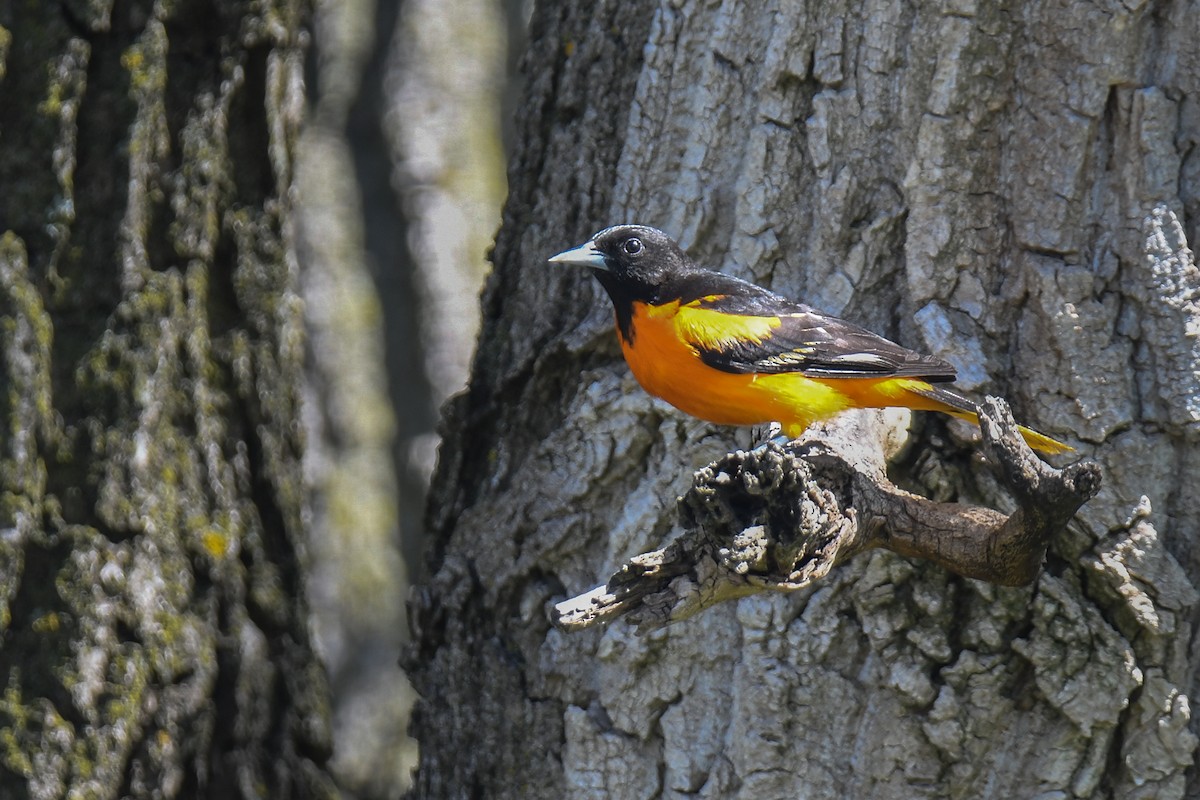 פזאי צפוני - ML236746511