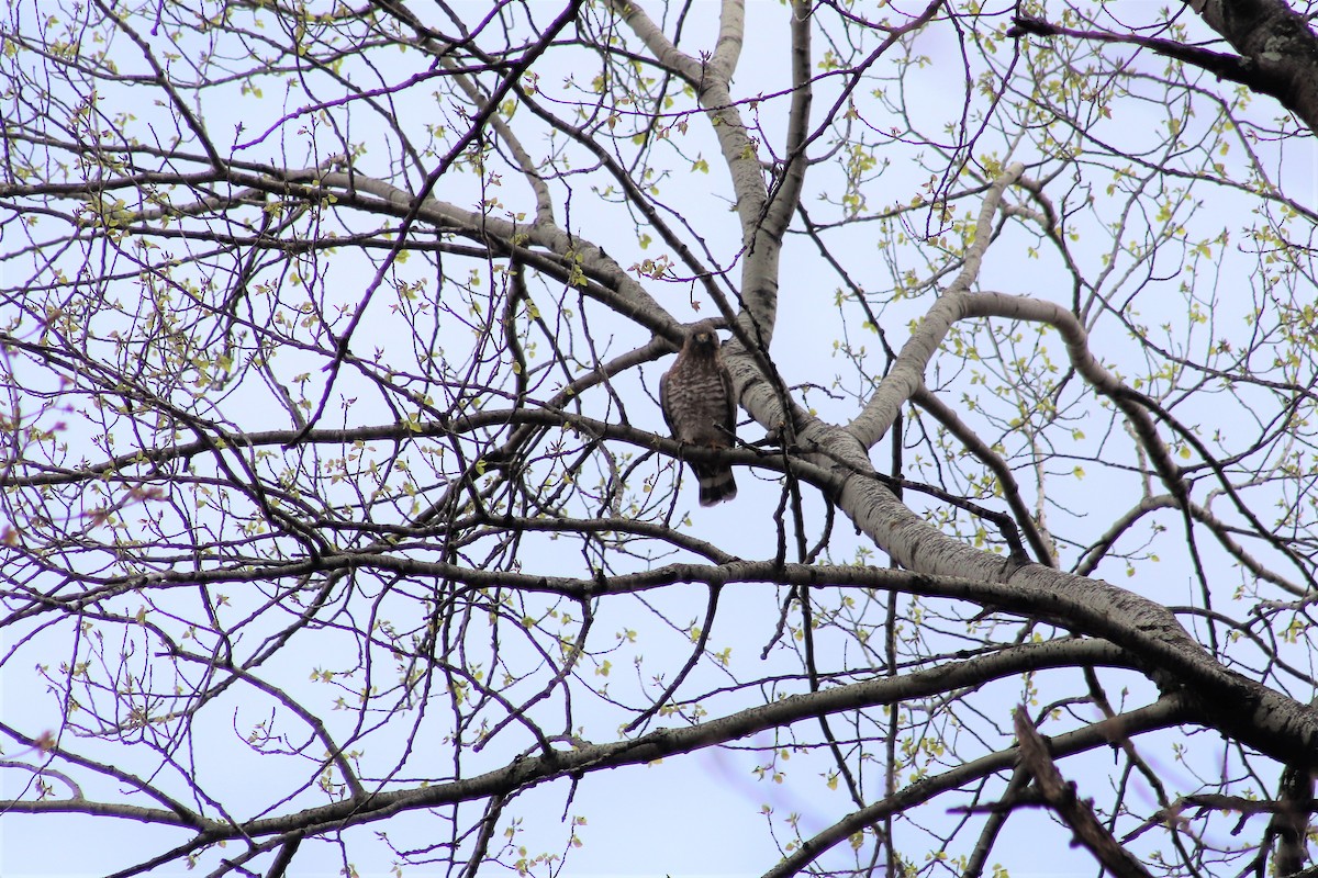 Broad-winged Hawk - Cindy Grimes