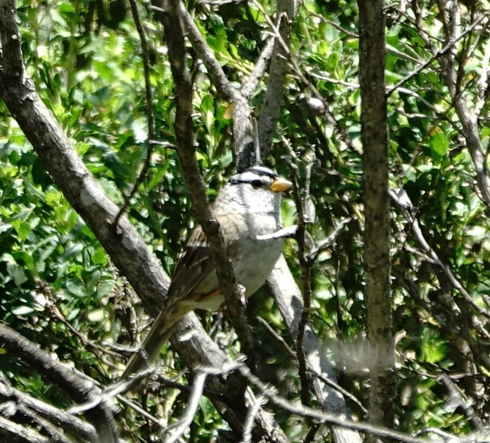 White-crowned Sparrow - ML236747091