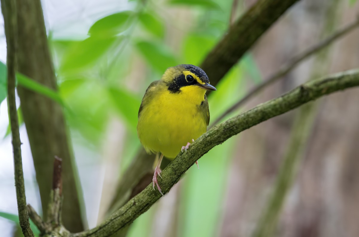Kentucky Warbler - ML236747271