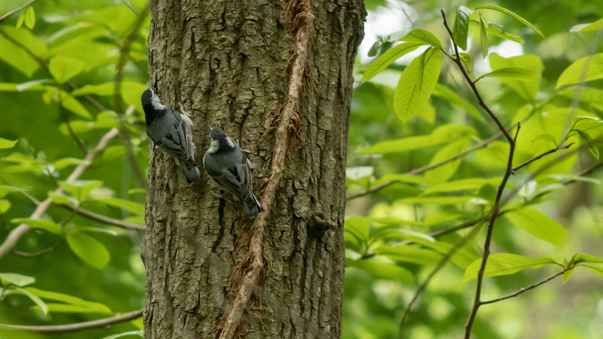 White-breasted Nuthatch - ML236748481