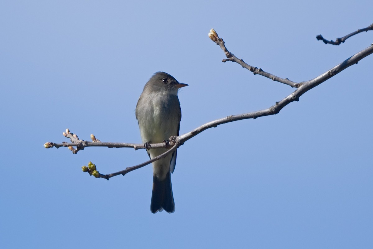 Eastern Wood-Pewee - Peter Swaine