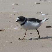 Semipalmated Plover - ML236751431
