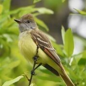 Great Crested Flycatcher - ML236751591