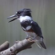 Belted Kingfisher - ML236752071