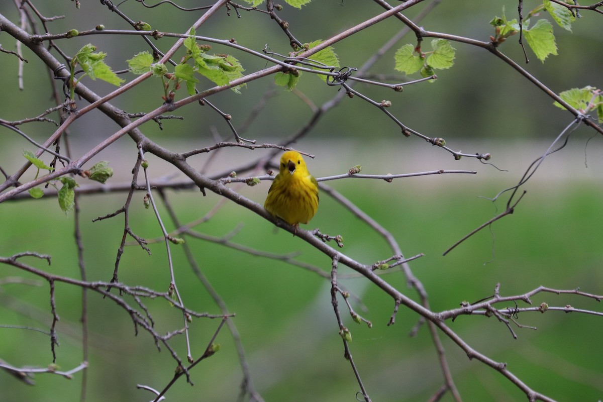 Yellow Warbler - ML236752851