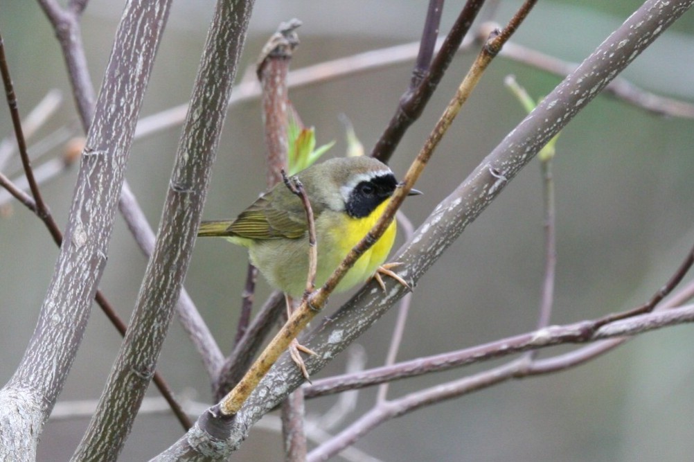 Common Yellowthroat - Dustin Young