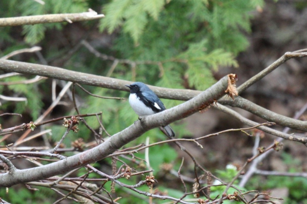 Black-throated Blue Warbler - Dustin Young