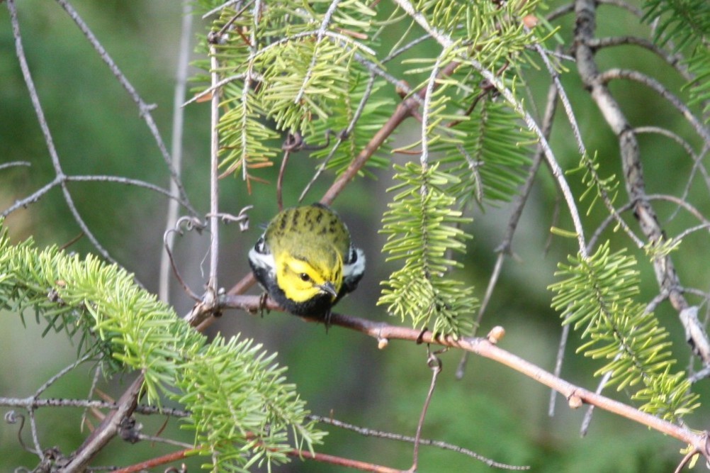 Black-throated Green Warbler - Dustin Young