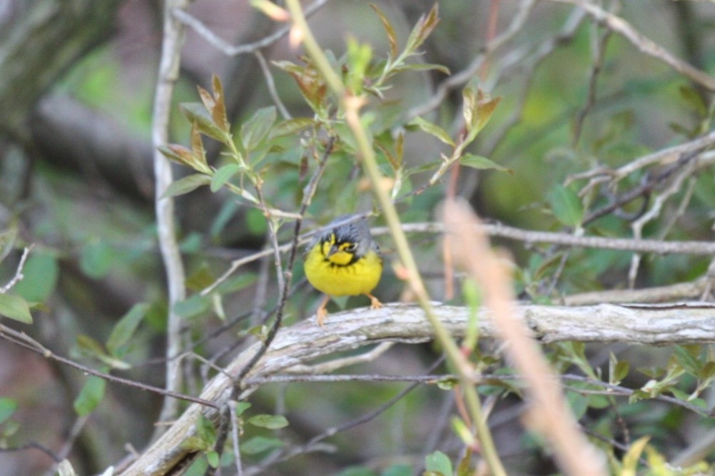 Canada Warbler - Dustin Young