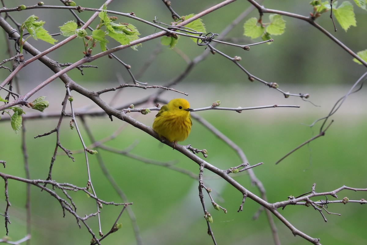 Yellow Warbler - ML236754201