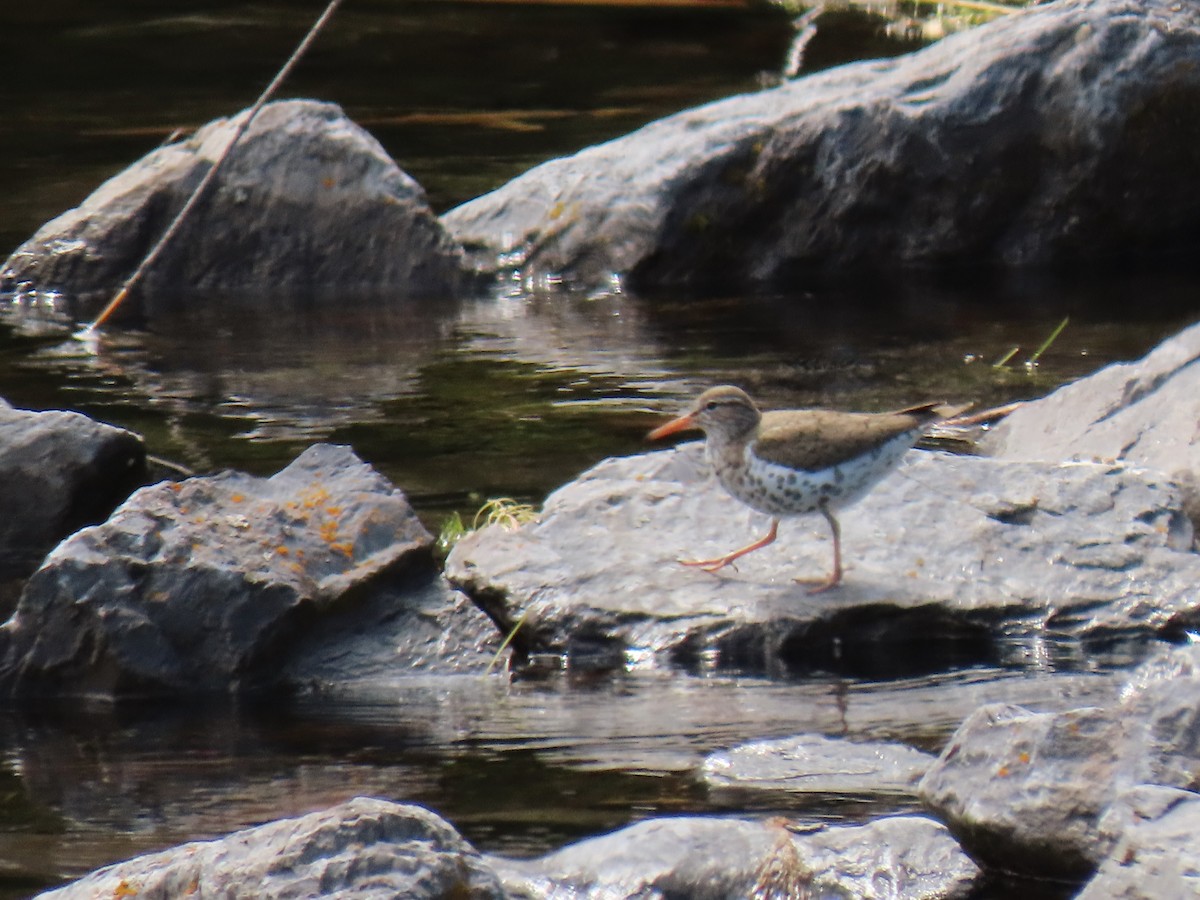 Spotted Sandpiper - ML236755211