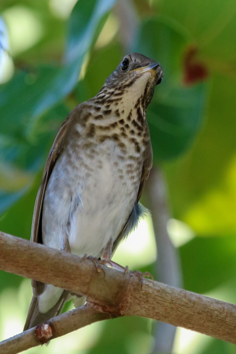 Bicknell's Thrush - ML236755711