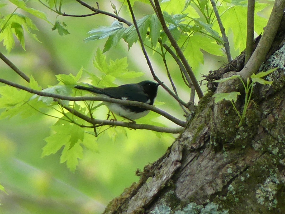 Black-throated Blue Warbler - Stefan Gleissberg