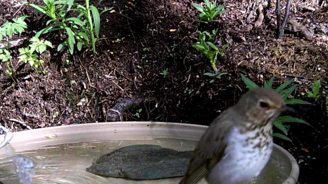 Hermit Thrush - ML236758051