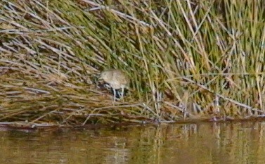 Black-crowned Night Heron - ML23675981