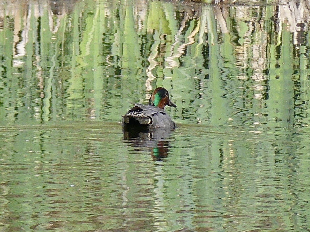 Green-winged Teal - Laura Blutstein