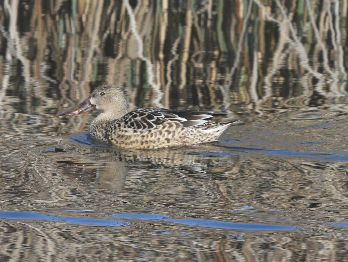 Northern Shoveler - James (Jim) Holmes