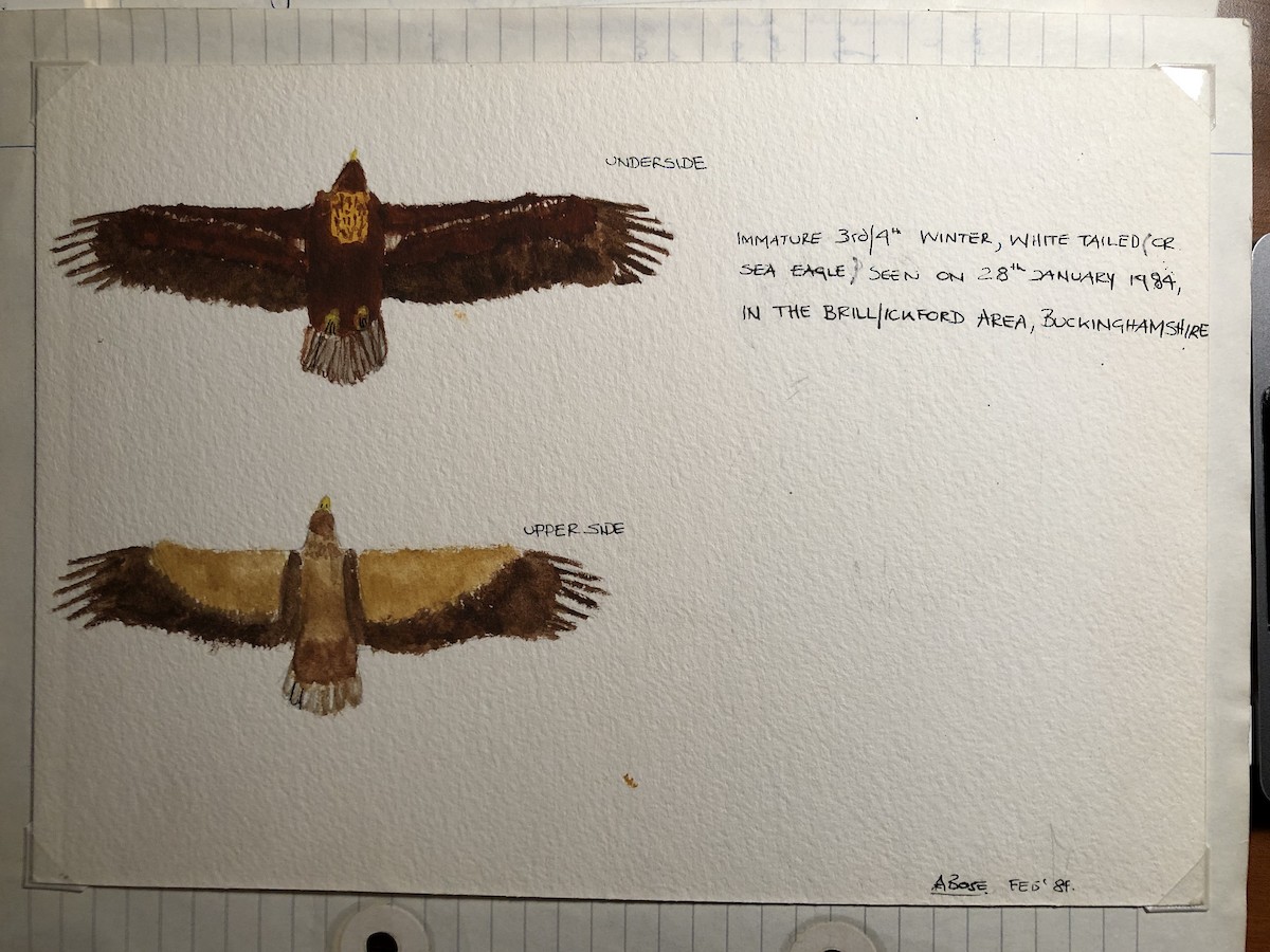 White-tailed Eagle - ML236763741