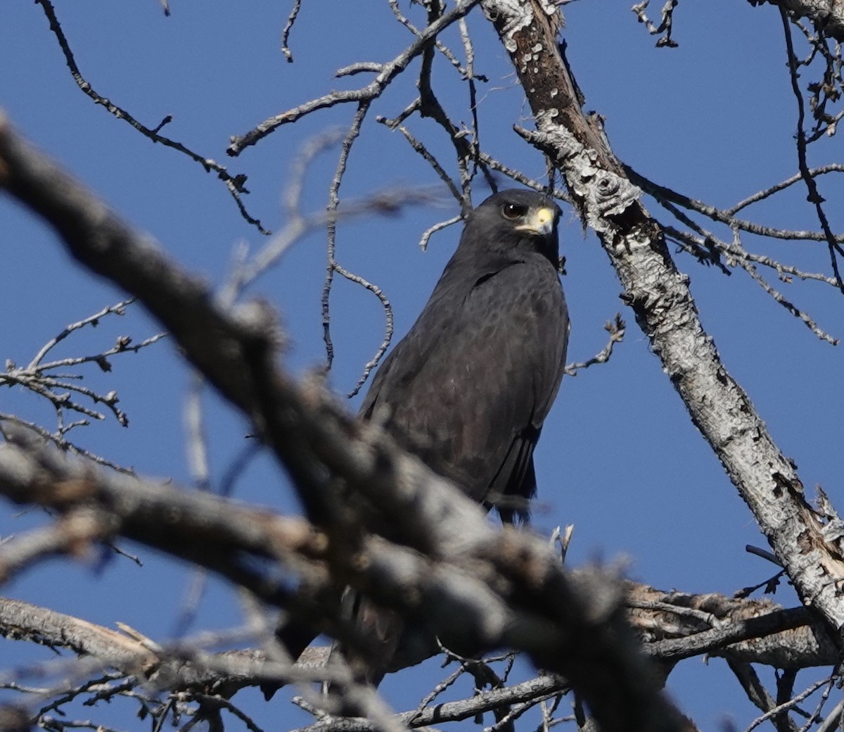 Zone-tailed Hawk - ML236765791