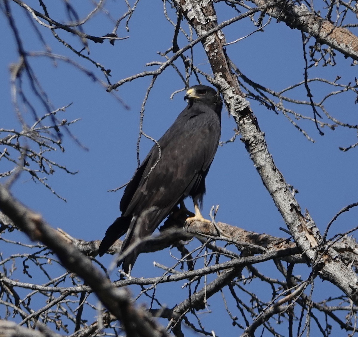 Zone-tailed Hawk - ML236765801