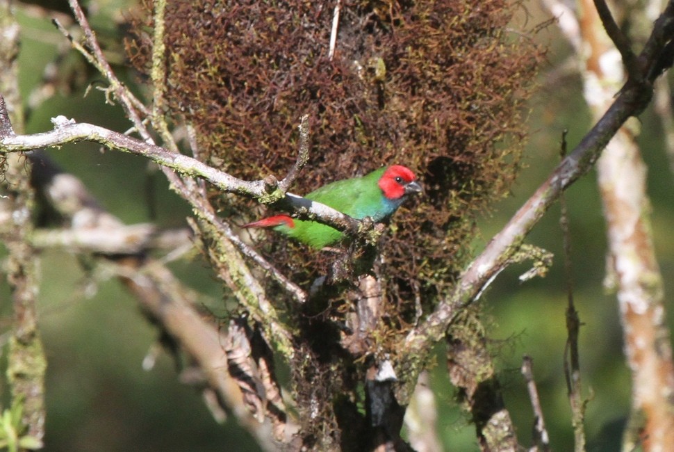 Fiji Papağan İspinozu - ML23676601