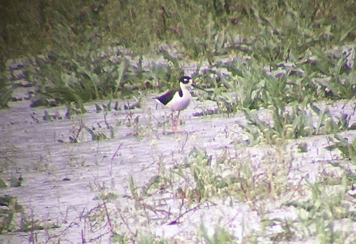 Black-necked Stilt - ML236768111