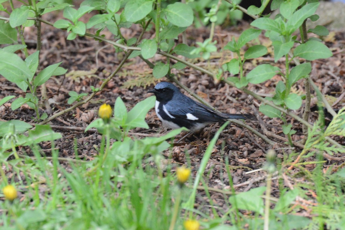 Black-throated Blue Warbler - ML236768321