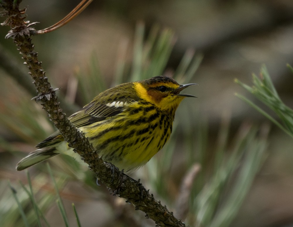 Cape May Warbler - ML236768541