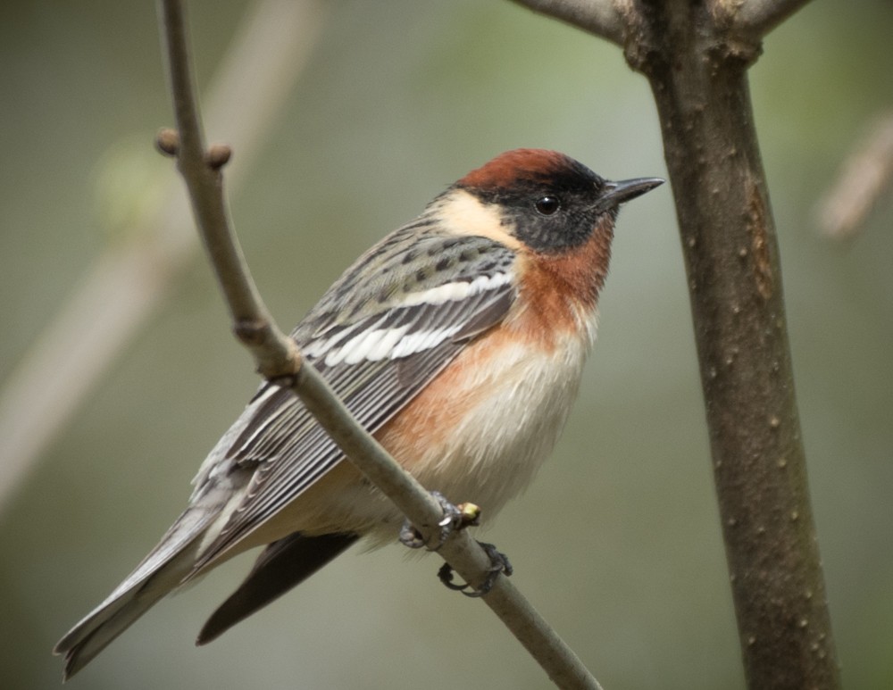 Bay-breasted Warbler - ML236768651