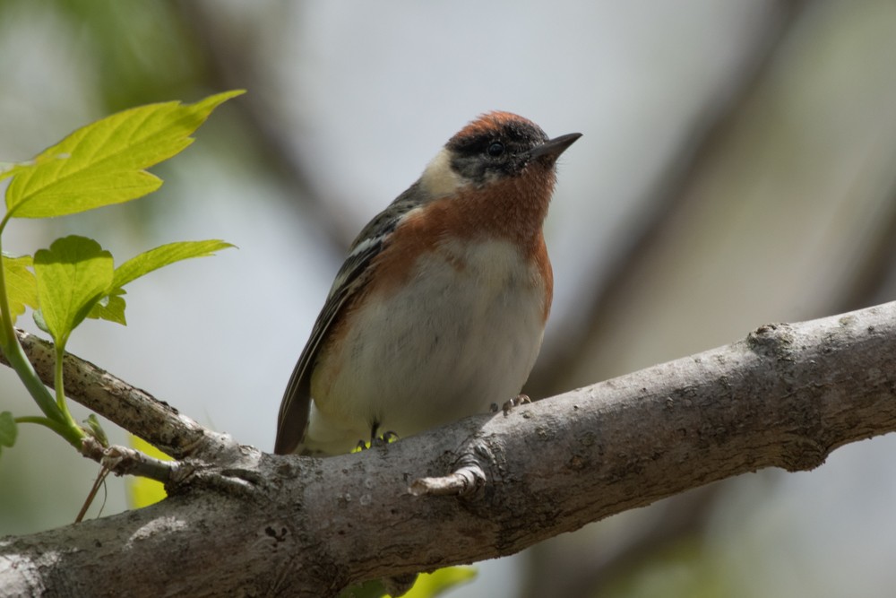 Bay-breasted Warbler - ML236768671