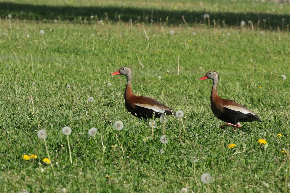 Black-bellied Whistling-Duck - Rodney Wedel