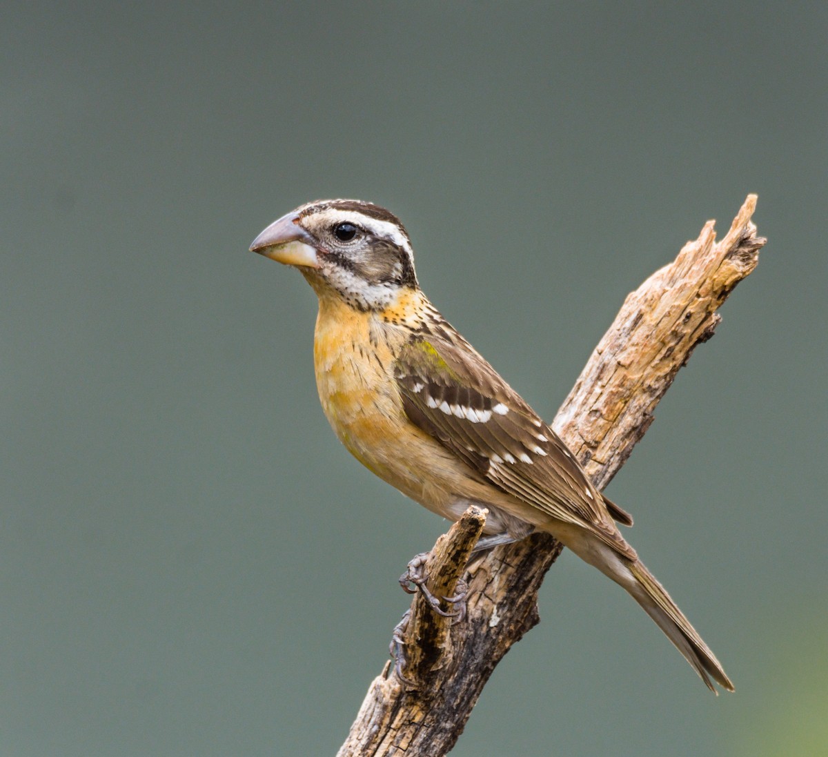 Black-headed Grosbeak - ML236771791