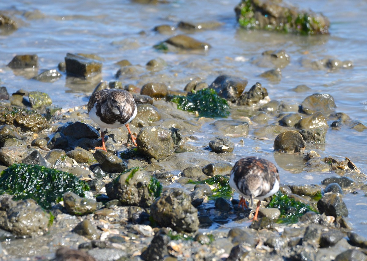 Ruddy Turnstone - ML236773141