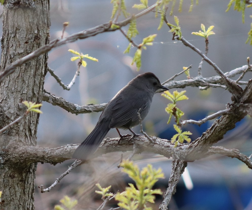 Gray Catbird - ML236774041