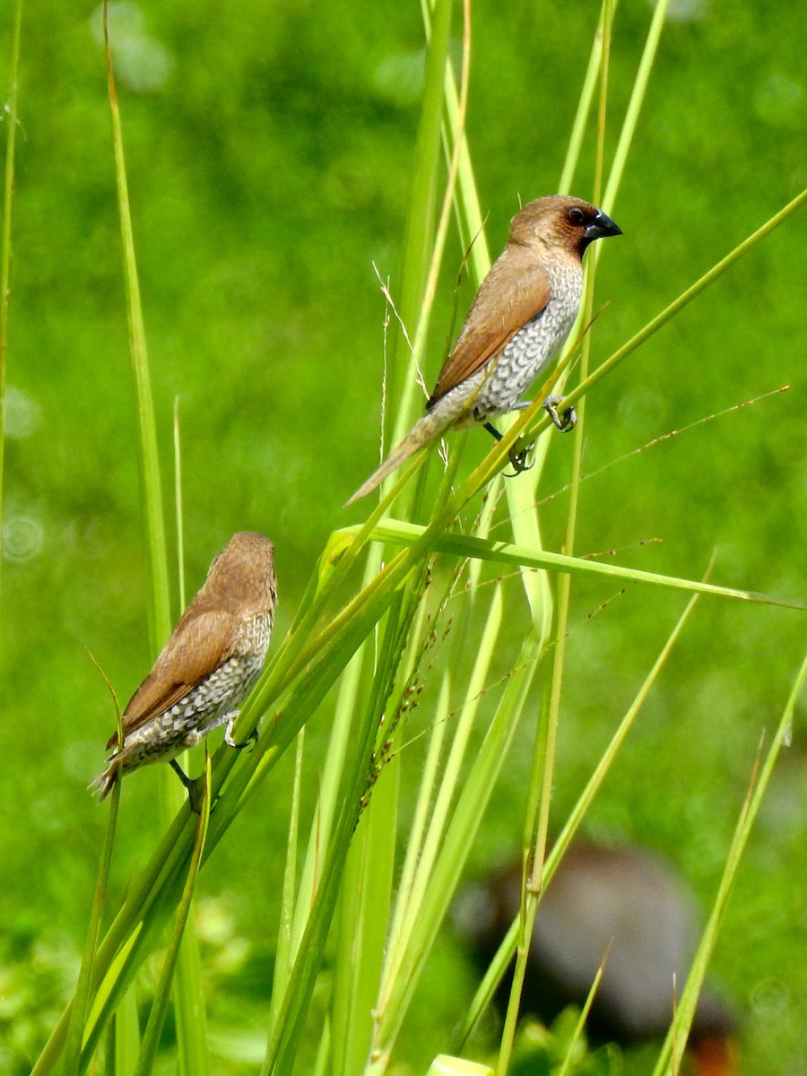 Scaly-breasted Munia (Scaled) - Michael Young