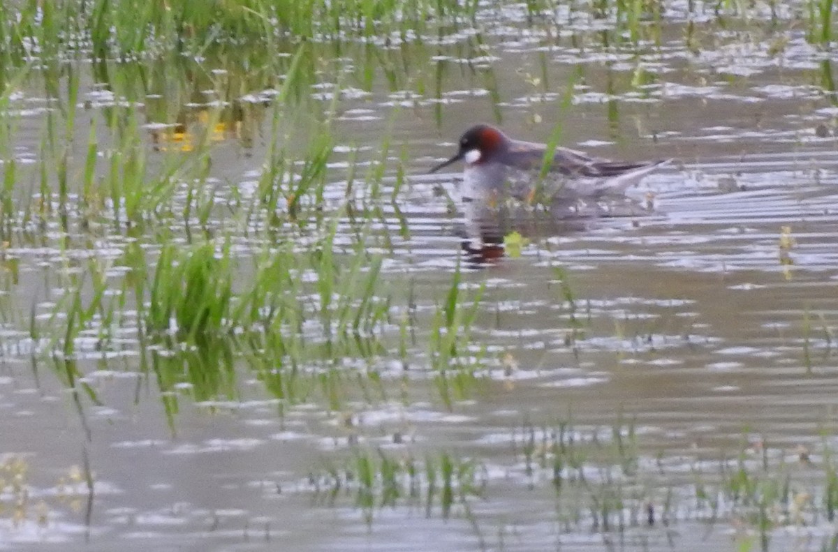 svømmesnipe - ML236774751