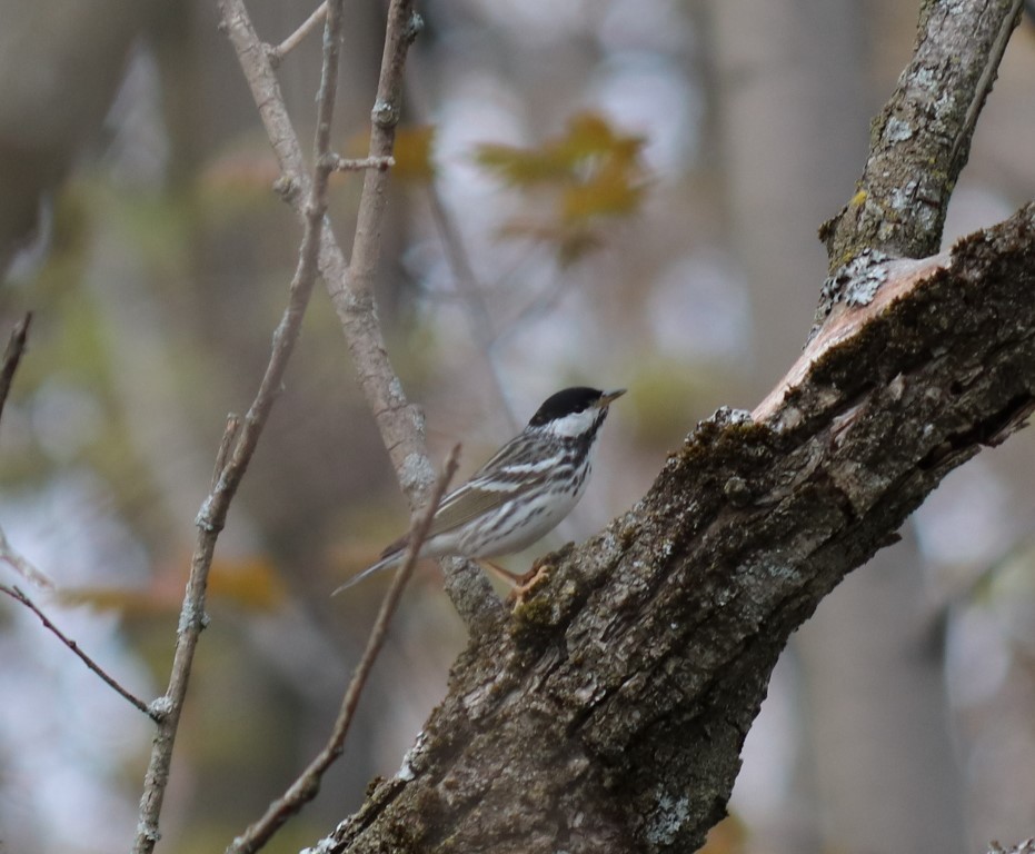 Blackpoll Warbler - Daniel Laforce