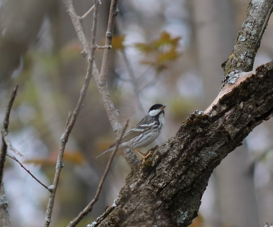 Blackpoll Warbler - Daniel Laforce