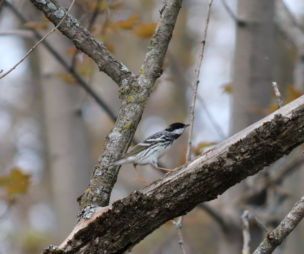 Blackpoll Warbler - ML236775901