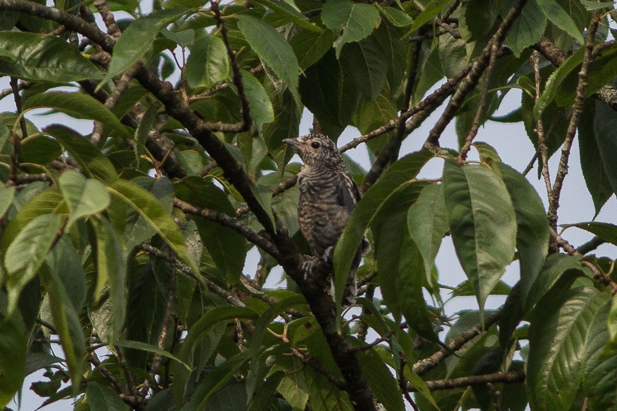 Black-winged Cuckooshrike - Dibyendu Ash